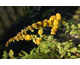 Solidago sphacelata