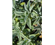 Stachys byzantina