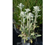 Stachys byzantina Fuzzy Wuzzy
