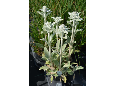 Stachys byzantina