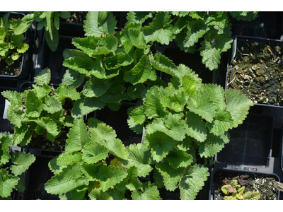 Stachys macrantha