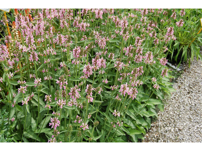 Stachys officinalis