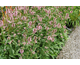 Stachys officinalis Pink Cotton Candy