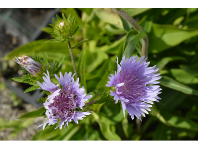 Stokesia laevis