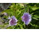 Stokesia laevis