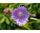 Stokesia laevis