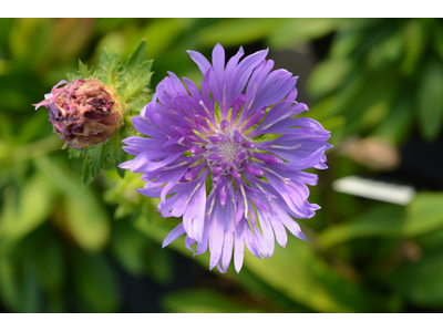 Stokesia laevis