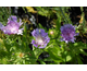 Stokesia laevis (Blue Star)