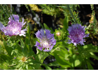 Stokesia laevis