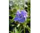 Stokesia laevis Colorwheel