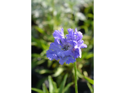 Stokesia laevis