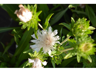 Stokesia laevis var. alba 