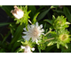 Stokesia laevis var. alba  Traumerei