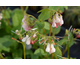 Symphytum grandiflorum Hidcote Pink