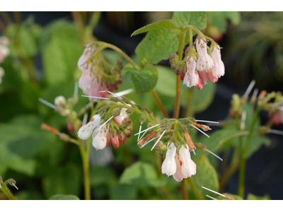 Symphytum grandiflorum