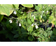 Symphytum grandiflorum Wisley Blue