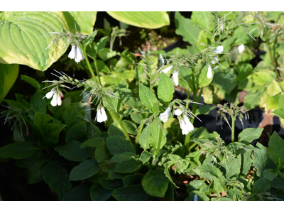 Symphytum grandiflorum