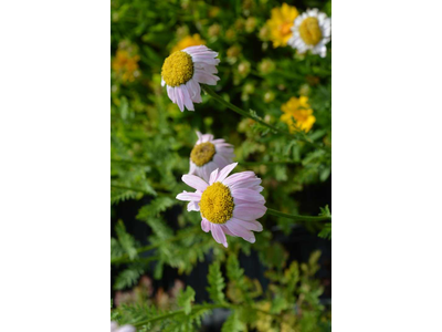 Tanacetum coccineum