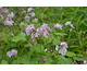 Thalictrum actaeifolium