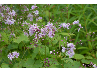 Thalictrum actaeifolium