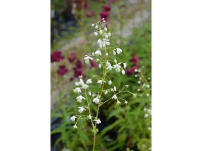 Thalictrum delavayi