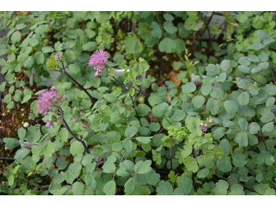 Thalictrum