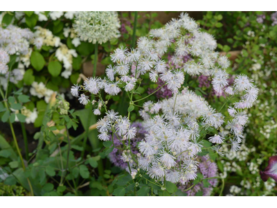 Thalictrum aquilegiifolium