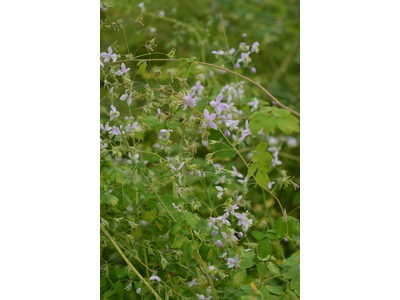 Thalictrum delavayi