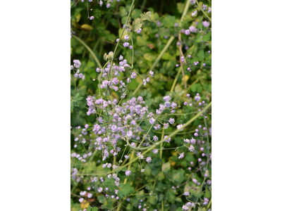 Thalictrum delavayi