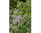 Thalictrum delavayi