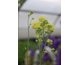 Thalictrum flavum Tukker Princess ®