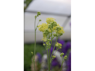 Thalictrum flavum