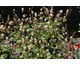 Tiarella Angel Wings