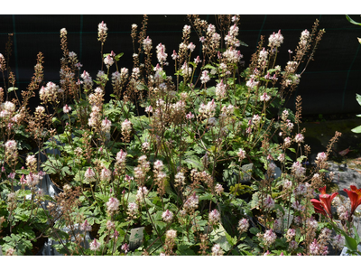 Tiarella
