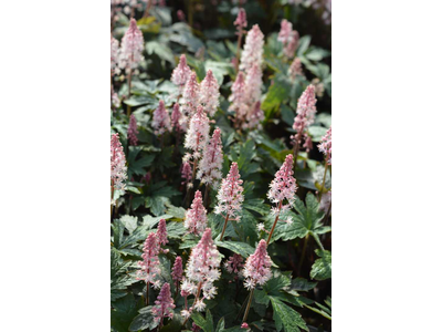 Tiarella