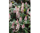 Tiarella Pink Skyrocket ®