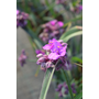 Tradescantia Brainstorm