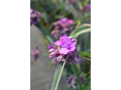 Tradescantia