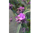 Tradescantia