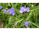 Tradescantia andersoniana 