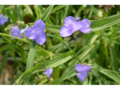 Tradescantia andersoniana