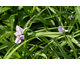 Tradescantia andersoniana Billberry Ice