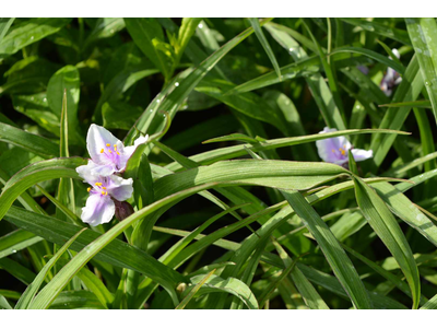 Tradescantia andersoniana