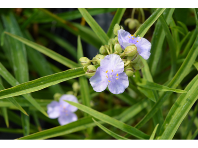 Tradescantia andersoniana