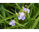 Tradescantia andersoniana