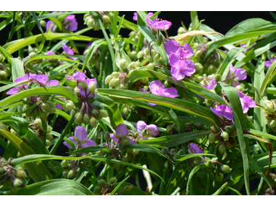 Tradescantia andersoniana