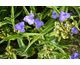 Tradescantia andersoniana Zwanenburg Blue