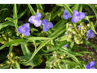 Tradescantia andersoniana