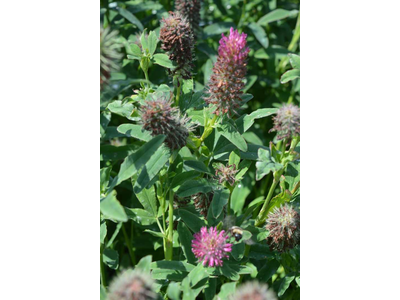 Trifolium rubens