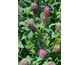 Trifolium rubens (Red Feathers)